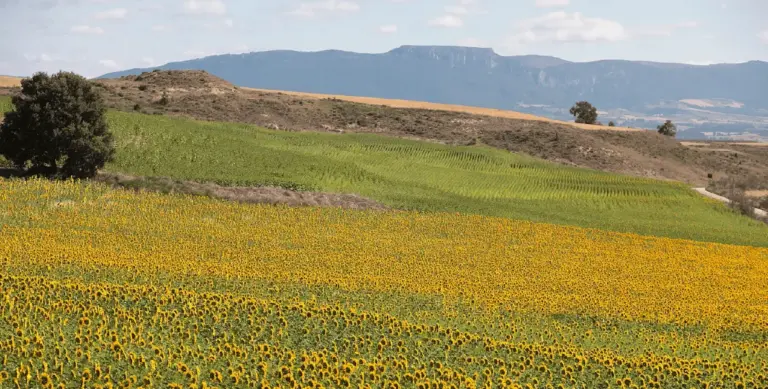 Amanecer fotográfico entre flores y abejas