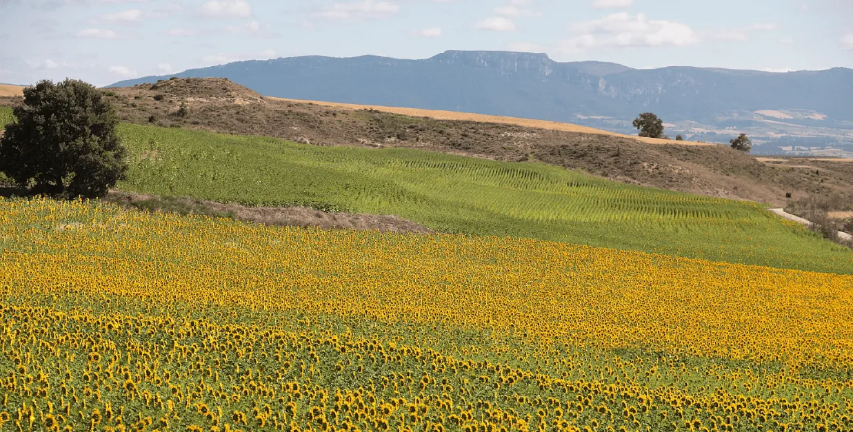 Amanecer fotográfico entre flores y abejas